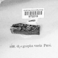 Opegrapha varia image